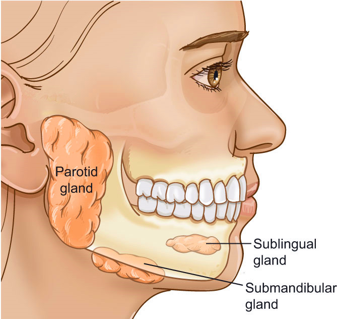 Blocked Salivary Gland Causes Symptoms Treatment New Health Advisor